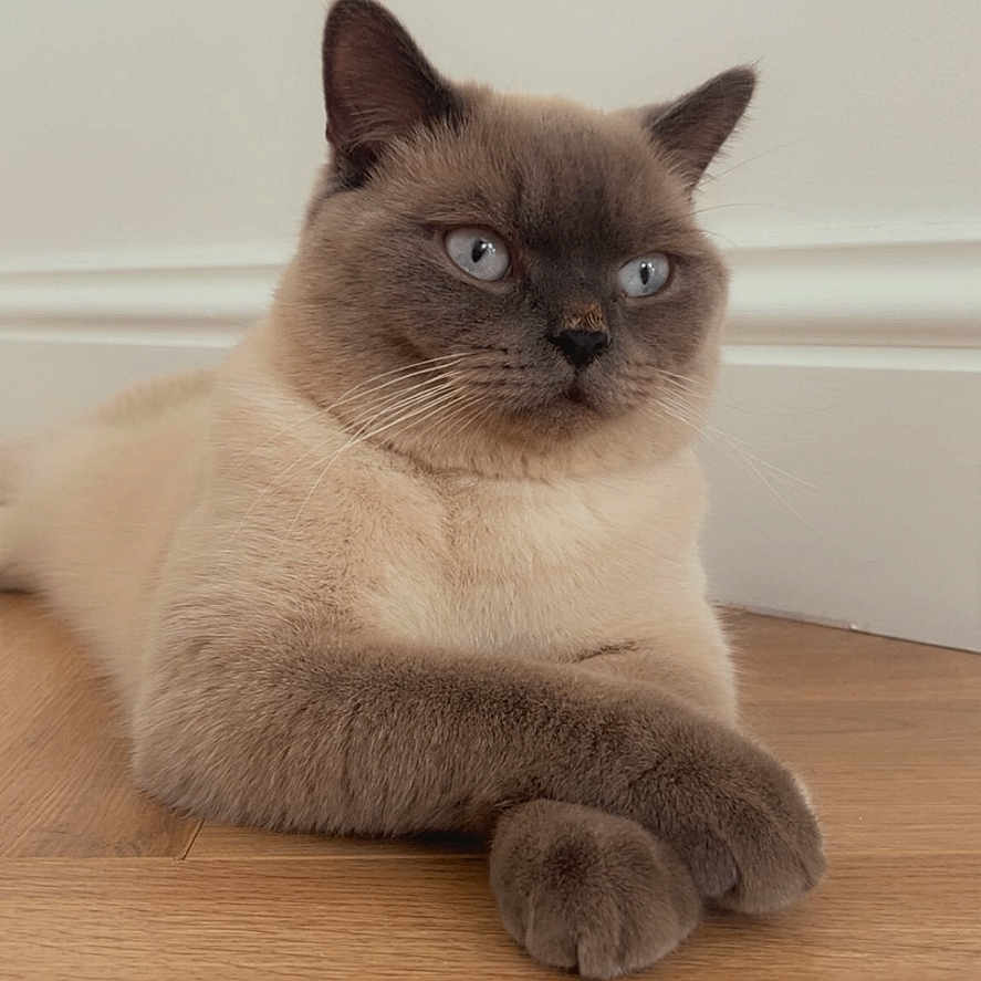 Teddy is registered to the contest to win money with this photo: animal, blue_eyes, calm, cat, crossed_paws, cute, domestic_cat, ears, feline, fur, house, indoor, minimalist, pet, portrait, relaxed, resting, siamese_cat, whiskers, wooden_floor