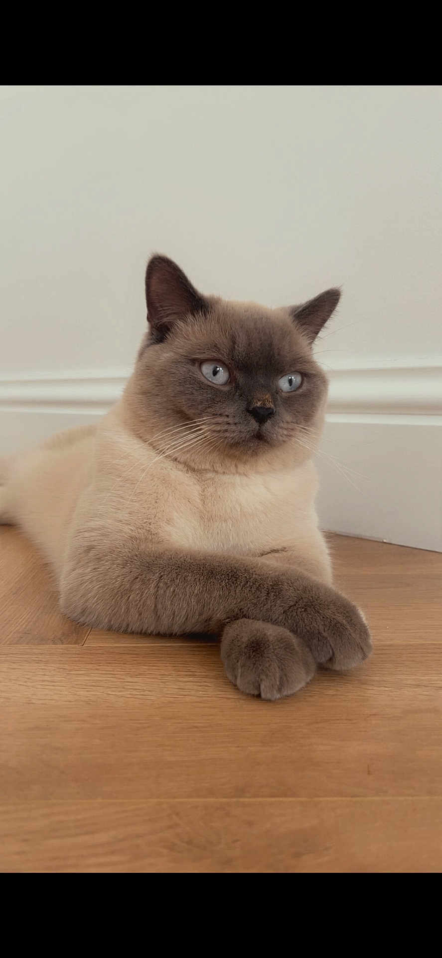 Teddy is registered to the contest to win money with this photo: cat, siamese_cat, blue_eyes, indoor, wooden_floor, pet, feline, animal, cute, relaxed, crossed_paws, domestic_cat, fur, whiskers, ears, portrait, resting, house, minimalist, calm