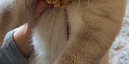 Teddy is registered to the contest to win money with this photo: abyssinian, animal, blanket, canine, cap, cat, clothing, dog, face, hat, head, kitten, manx, person, pet, photography, plush, portrait, siamese, toy