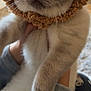 abyssinian, animal, blanket, canine, cap, cat, clothing, dog, face, hat, head, kitten, manx, person, pet, photography, plush, portrait, siamese, toy