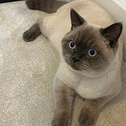 Teddy is registered to the contest to win money with this photo: cat, blue_eyes, fluffy, carpet, indoor, pet, feline, cute, relaxed, whiskers, ears, paws, animal, closeup, domestic, mammal, fur, laying, looking, curious