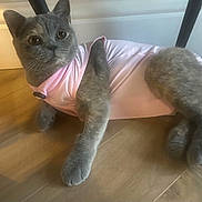 Luna joined the competition — help win amazing prizes! cat, gray_cat, pink_outfit, indoor, wooden_floor, pet, furry, cute, animal, relaxed, curious, soft_fur, lying_down, domestic_cat, mammal, whiskers, ears, clothing, floor, cozy