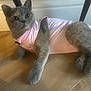 animal, cat, clothing, cozy, curious, cute, domestic_cat, ears, floor, furry, gray_cat, indoor, lying_down, mammal, pet, pink_outfit, relaxed, soft_fur, whiskers, wooden_floor