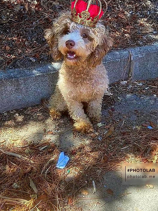 Rouky a rejoint le concours — aidez-le/la à gagner de superbes lots ! canidae, carnivore, companion_dog, dog, dog_breed, dog_clothes, grass, hunting_dog, non_sporting_group, poodle, poodle_crossbreed, puppy, road_surface, small_terrier, soil, terrier, toy_dog, water, water_dog, working_animal