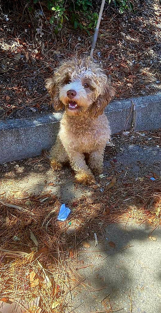 Rouky a rejoint le concours — aidez-le/la à gagner de superbes lots ! asphalt, companion_dog, dog, dog_breed, grass, poodle, road_surface, small_terrier, soil, terrier, toy_dog, water_dog