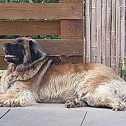 Sanka a rejoint le concours — aidez-le/la à gagner de superbes lots ! dog, large_dog, fluffy, lying_down, patio, wooden_fence, bamboo_fence, outdoor, relaxed, happy, tongue_out, side_profile, animal, pet, fur, canine, summer, resting, domestic_animal, quiet