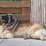 dog, large_dog, fluffy, lying_down, patio, wooden_fence, bamboo_fence, outdoor, relaxed, happy, tongue_out, side_profile, animal, pet, fur, canine, summer, resting, domestic_animal, quiet