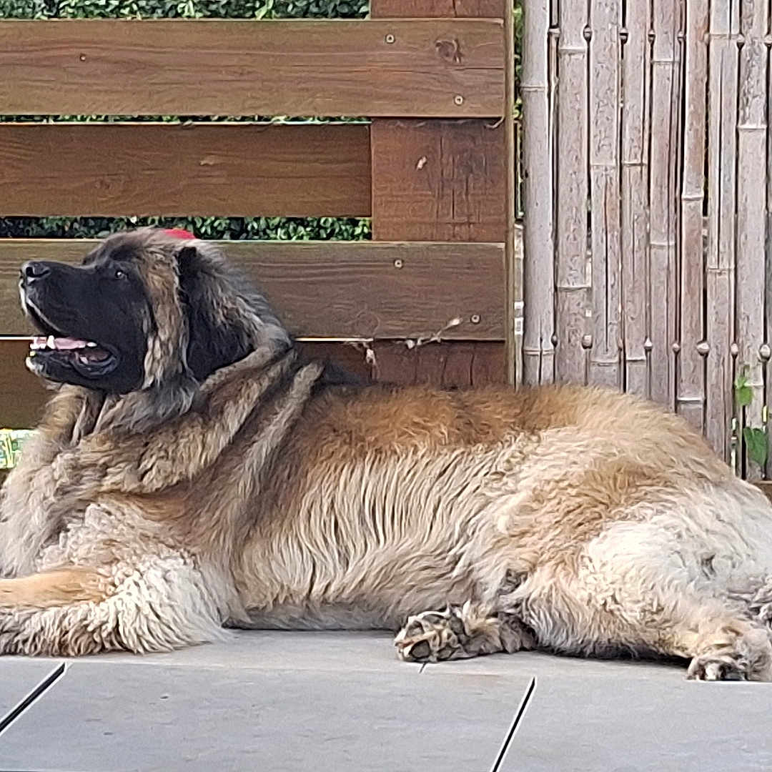Sanka a rejoint le concours — aidez-le/la à gagner de superbes lots ! dog, large_dog, fluffy, lying_down, patio, wooden_fence, bamboo_fence, outdoor, relaxed, happy, tongue_out, side_profile, animal, pet, fur, canine, summer, resting, domestic_animal, quiet