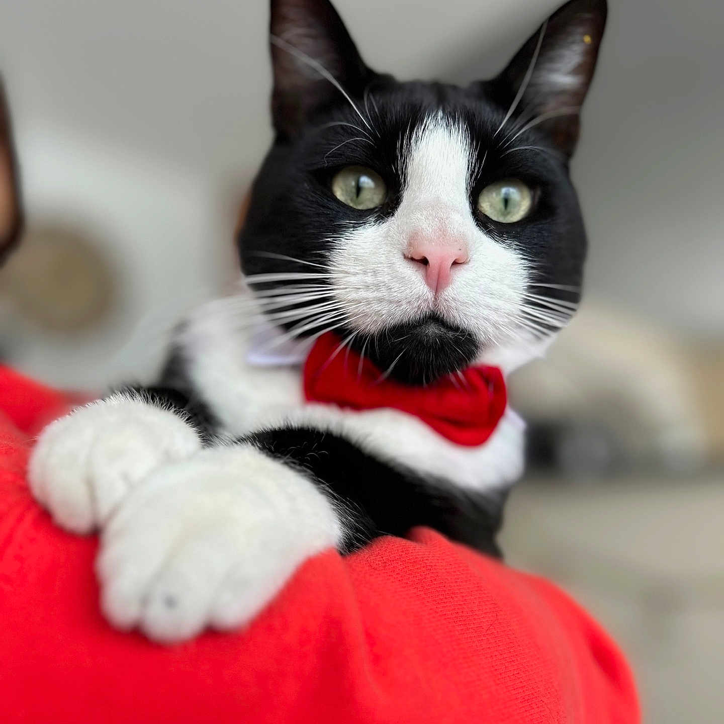 Nelson participe au concours pour gagner de l'argent avec cette photo : abyssinian, animal, blackcat, blanket, bodypart, cat, clothing, couch, electronics, furniture, hardware, head, hoodie, kitten, manx, mouth, person, pet, siamese, tongue