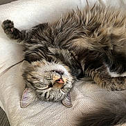 Looping a rejoint le concours — aidez-le/la à gagner de superbes lots ! cat, tabby, sleeping, fluffy, pet, animal, feline, relaxed, cushion, indoor, cozy, closeup, whiskers, fur, paw, nose, ear, tail, resting, cute
