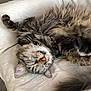 cat, tabby, sleeping, fluffy, pet, animal, feline, relaxed, cushion, indoor, cozy, closeup, whiskers, fur, paw, nose, ear, tail, resting, cute