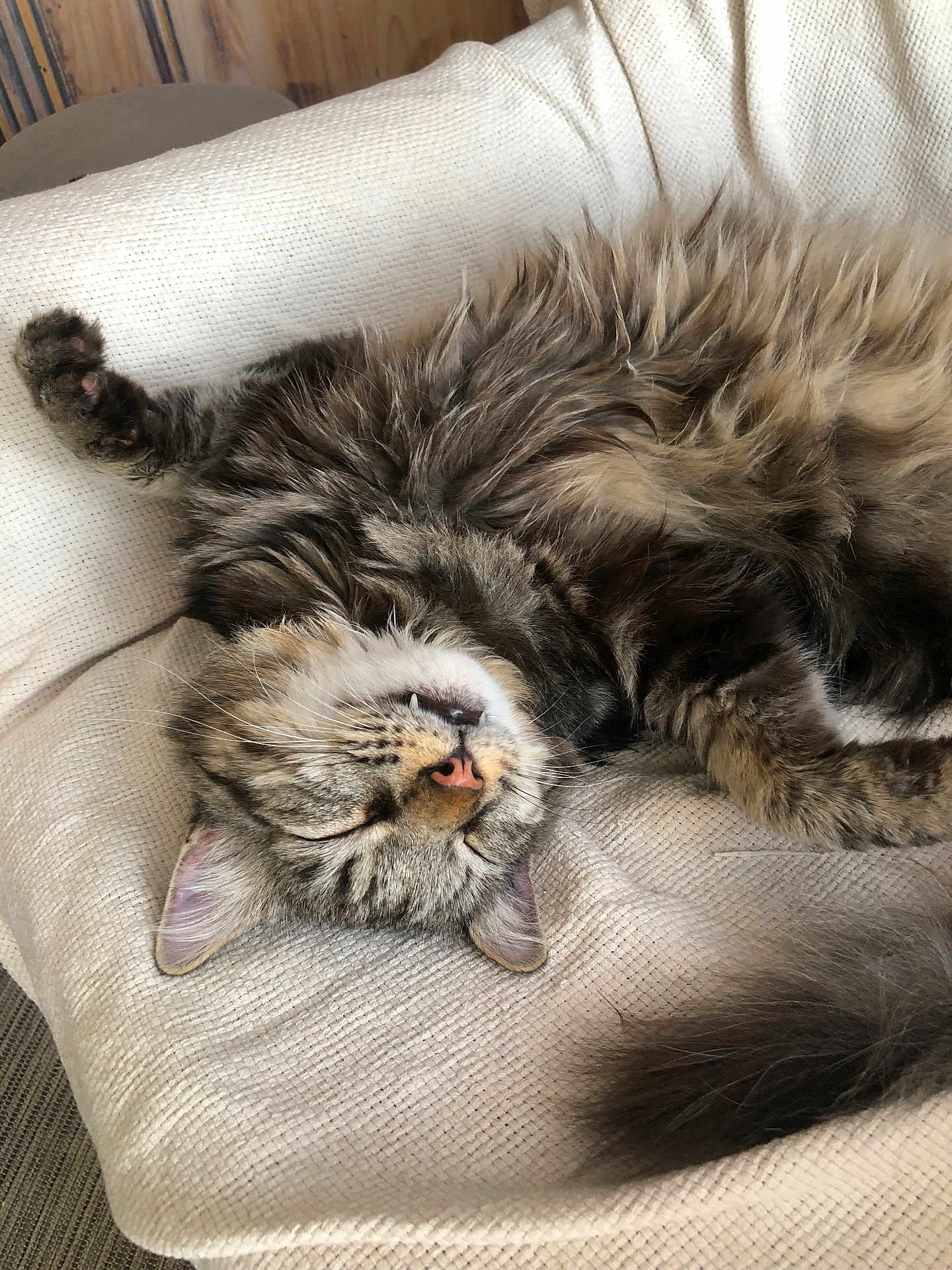 Looping a rejoint le concours — aidez-le/la à gagner de superbes lots ! cat, tabby, sleeping, fluffy, pet, animal, feline, relaxed, cushion, indoor, cozy, closeup, whiskers, fur, paw, nose, ear, tail, resting, cute