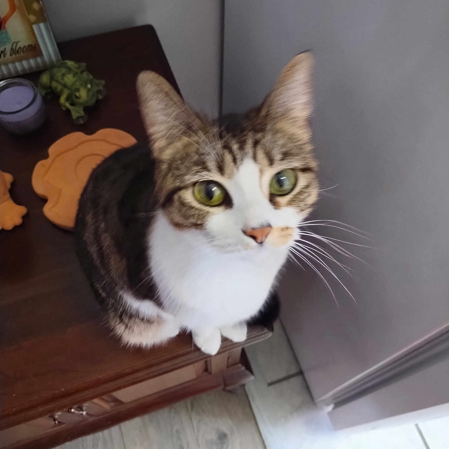 Winter joined the competition — help win amazing prizes! abyssinian, animal, architecture, cabinet, cat, closet, cupboard, drawer, furniture, hardwood, indoors, interiordesign, manx, pet, plant, plywood, pottedplant, sideboard, table, wood