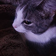 Charlotte joined the competition — help win amazing prizes! animal, blanket, calm, cat, close_up, cozy, domestic, ear, face, feline, fur, gray_and_white, indoor, pet, quiet, resting, side_view, soft_lighting, texture, whiskers