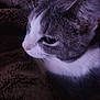 animal, blanket, calm, cat, close_up, cozy, domestic, ear, face, feline, fur, gray_and_white, indoor, pet, quiet, resting, side_view, soft_lighting, texture, whiskers