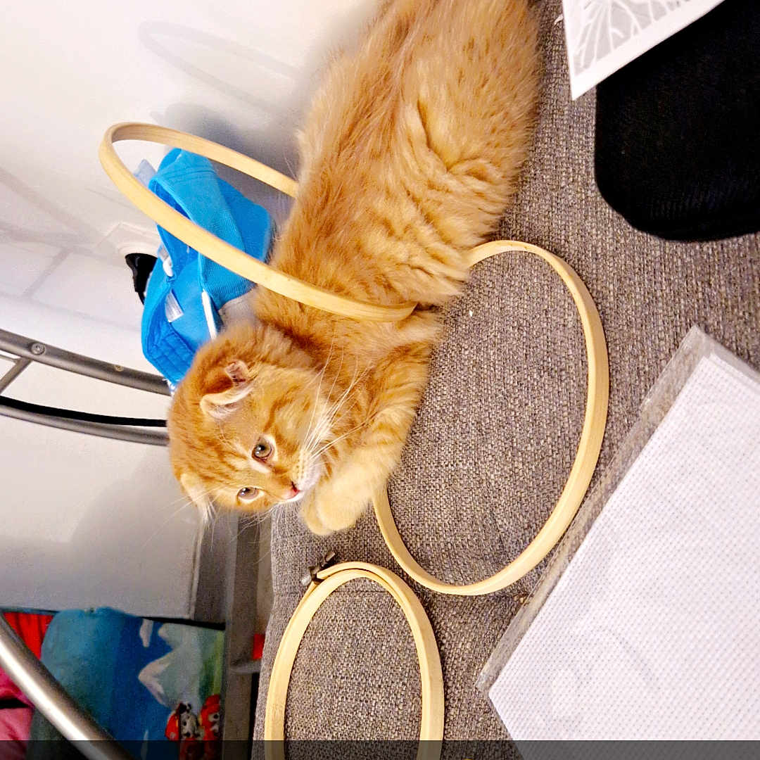 Mojito a rejoint le concours — aidez-le/la à gagner de superbes lots ! abyssinian, accessories, animal, bag, bangles, bed, cat, formalwear, furniture, handbag, jewelry, kitten, manx, ornament, pet, plywood, strap, text, tie, wood