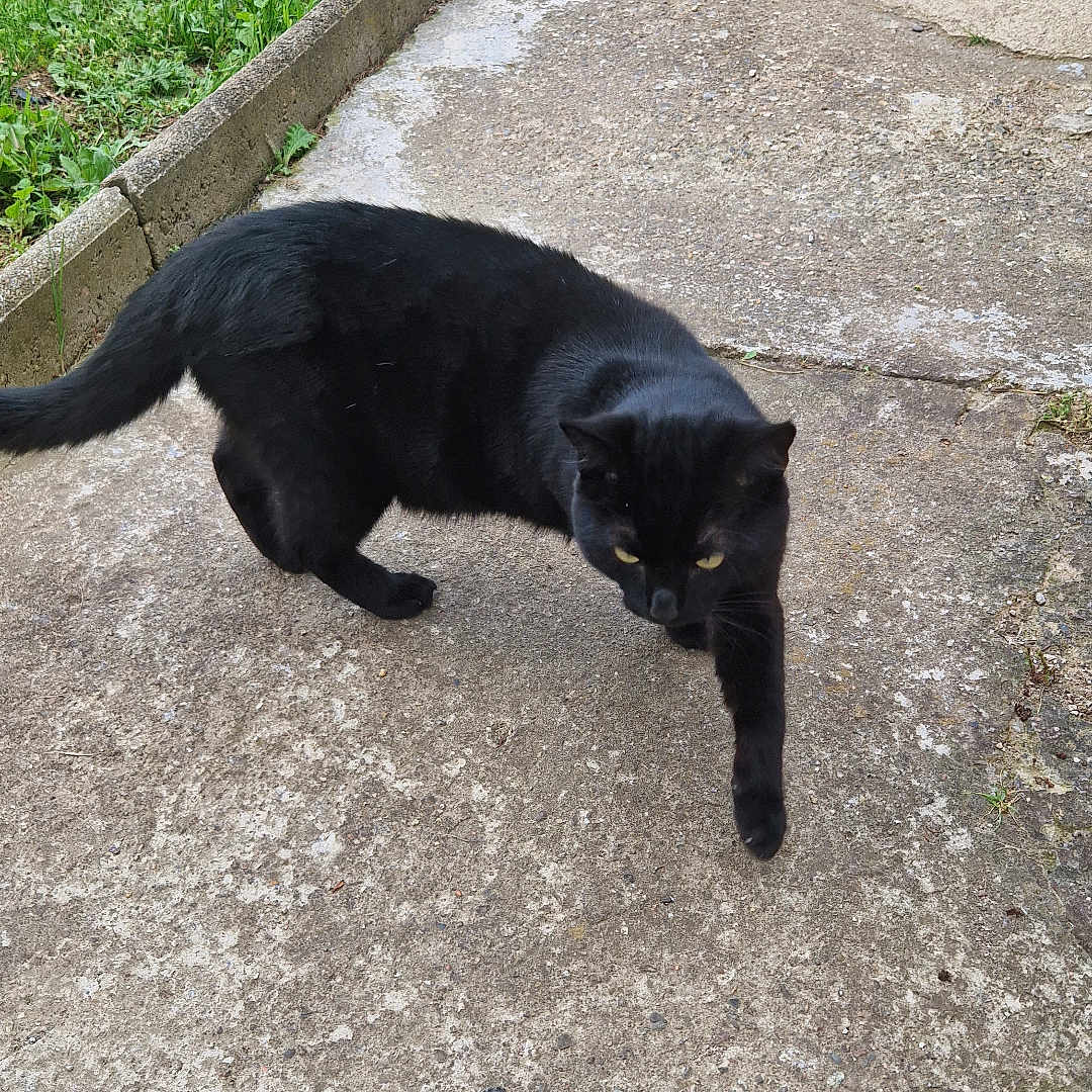 Tequila a rejoint le concours — aidez-le/la à gagner de superbes lots ! accessories, animal, boy, car, cat, child, clothing, footwear, machine, male, pants, path, person, pet, shoe, sidewalk, slate, strap, walkway, wheel