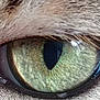 Câline a rejoint le concours — aidez-le/la à gagner de superbes lots ! cat, eye, close_up, fur, animal, green_eye, whiskers, pupil, reflection, macro, texture, pet, mammal, nature, whisker_hair, iris, closeup, detail, wildlife, domestic