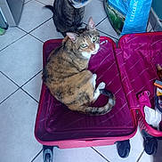Câline a rejoint le concours — aidez-le/la à gagner de superbes lots ! cat, cats, suitcase, floor, tile_floor, shopping_bag, cone, pet, indoor, curious, feline, domestic_animal, resting, looking, brown_cat, striped_cat, open_suitcase, wheels, household, closeup
