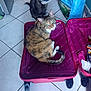 cat, cats, suitcase, floor, tile_floor, shopping_bag, cone, pet, indoor, curious, feline, domestic_animal, resting, looking, brown_cat, striped_cat, open_suitcase, wheels, household, closeup