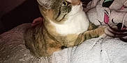 Câline participe au concours pour gagner de l'argent avec cette photo : cat, tabby_cat, person, hoodie, blanket, indoor, cozy, furry, pet, face, green_eyes, snuggling, soft_texture, warm_lighting, couch, relaxing, closeup, cute, companion, animal