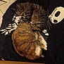 Câline a rejoint le concours — aidez-le/la à gagner de superbes lots ! cat, cats, sleeping, blanket, feline, pet, cozy, tabby, striped, orange_cat, indoor, resting, animal, cute, fur, cuddle, black_blanket, pattern, relaxing, home