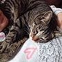 cat, tabby, pet, animal, sleeping, cozy, blanket, heart_pattern, person, resting, feline, indoor, warm, soft_texture, closeup, comfort, snuggling, home, relaxing, fur