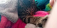 Hannibal a rejoint le concours — aidez-le/la à gagner de superbes lots ! cat, tabby, sleeping, paw, blanket, fuzzy, colorful, cozy, closeup, indoor, pet, resting, warm, soft, fur, striped, comfort, relaxing, cute, animal