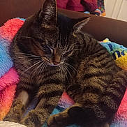 Hannibal participe au concours pour gagner de l'argent avec cette photo : cat, tabby, sleeping, pet, animal, feline, indoor, blanket, colorful, cozy, fur, whiskers, paw, resting, cute, domestic, striped, cute_animal, relaxing, comfort