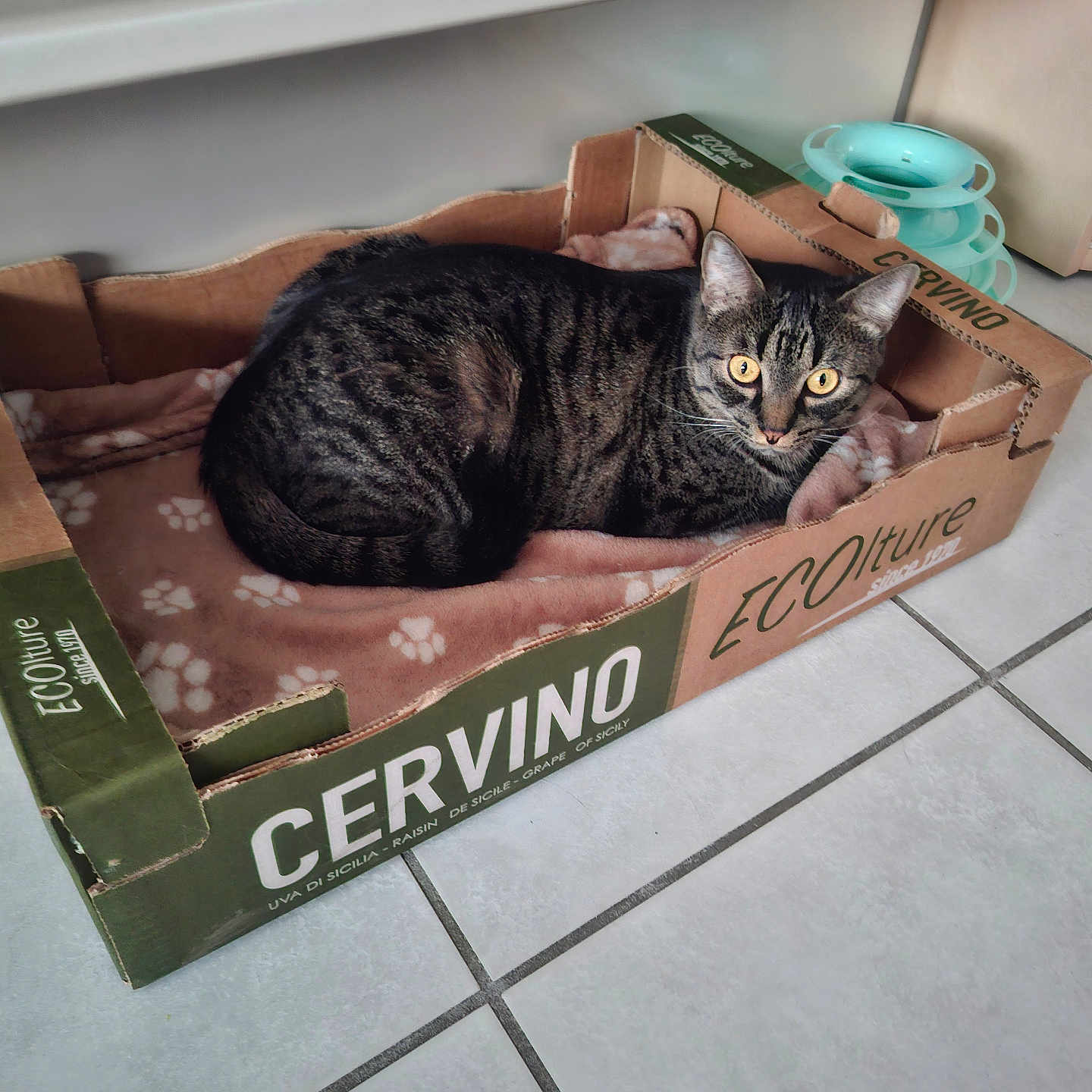 Mia a rejoint le concours — aidez-le/la à gagner de superbes lots ! cat, tabby_cat, pet, animal, feline, lying_down, resting, yellow_eyes, striped_fur, cardboard_box, recycled_box, blanket, paw_prints, indoor, kitchen, floor_tiles, countertop, household, portrait, cute