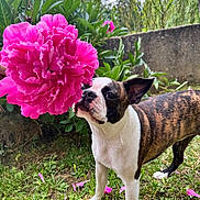 Velvet participe au concours pour gagner de l'argent avec cette photo : dog, brindle_dog, boston_terrier, pet, animal, flower, pink_flower, garden, outdoor, grass, greenery, nature, portrait, standing, furry, short_coat, black_and_white, brown_fur, scattered_petals, daylight