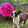 dog, brindle_dog, boston_terrier, pet, animal, flower, pink_flower, garden, outdoor, grass, greenery, nature, portrait, standing, furry, short_coat, black_and_white, brown_fur, scattered_petals, daylight