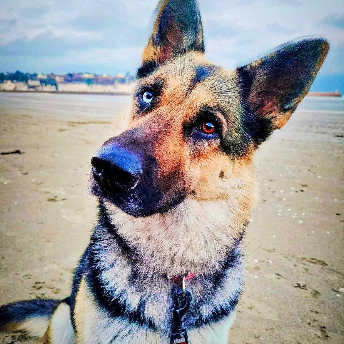 Akira participe au concours pour gagner de l'argent avec cette photo : accessories, animal, beach, canine, coast, dog, germanshepherd, hound, husky, nature, outdoors, pet, policedog, puppy, sand, sea, shoreline, sky, soil, water