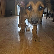 Gretna joined the competition — help win amazing prizes! background, black, brown, chair, cup, curious, dog, door, ears, furniture, home, indoor, legs, nose, pet, plastic_cup, puppy, small, walking, wooden_floor