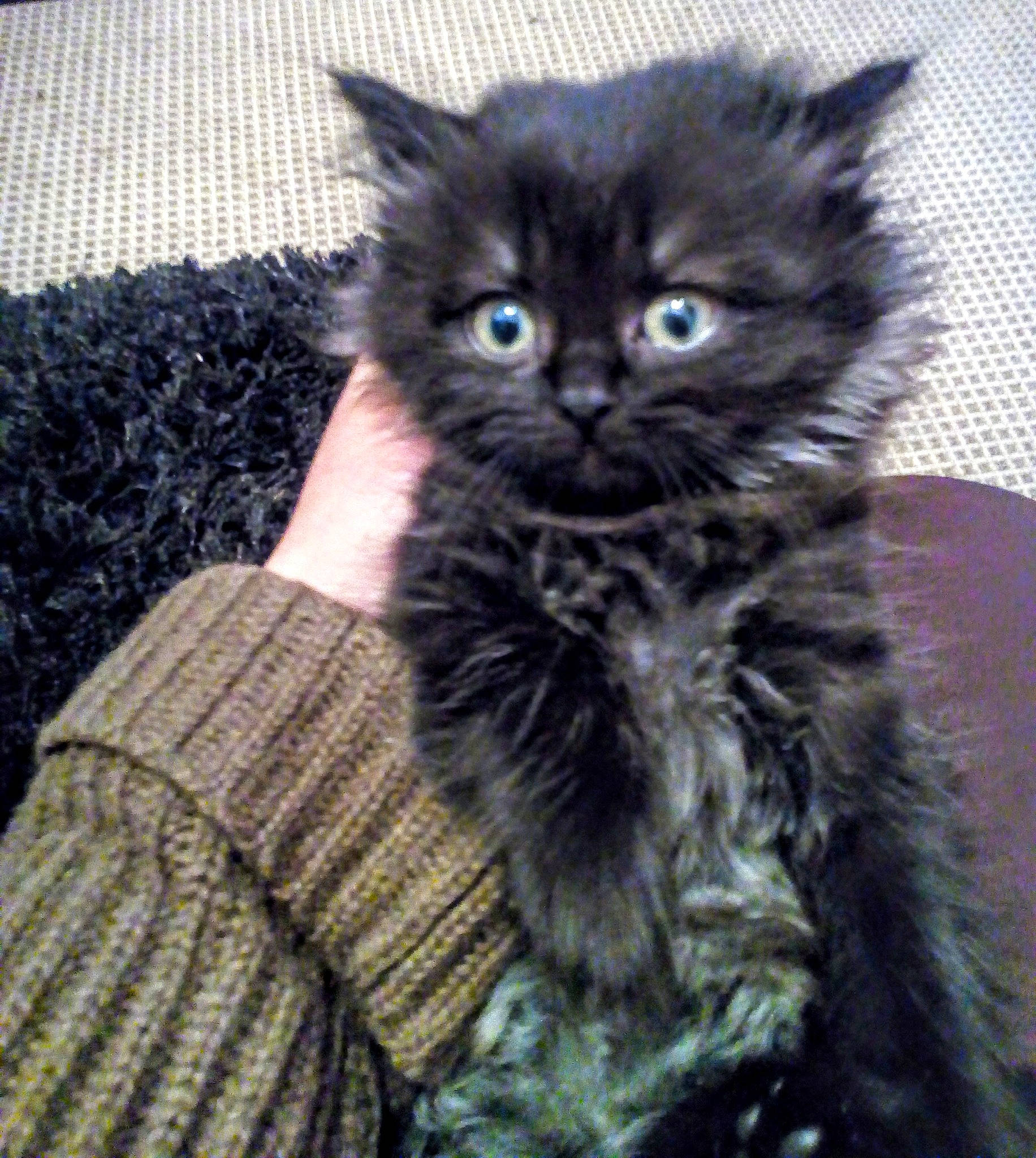 Hina a rejoint le concours — aidez-le/la à gagner de superbes lots ! asian, asian_semi_longhair, british_longhair, british_semi_longhair, carnivore, cat, cymric, domestic_long_haired_cat, domestic_short_haired_cat, felidae, kitten, maine_coon, mammal, napoleon_cat, norwegian_forest_cat, pixie_bob, siberian, small_to_medium_sized_cats, vertebrate, whiskers