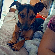 Chance participe au concours pour gagner de l'argent avec cette photo : dog, indoor, blanket, resting, paws, collar, heart_emoji, person_arm, doorway, wooden_door, soft_texture, relaxed, brown_dog, black_dog, furniture, home, cozy, sleepy, pet, companion