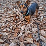 Chance a rejoint le concours — aidez-le/la à gagner de superbes lots ! dog, leaves, autumn, outdoor, pet, car, fence, brown, black, small_dog, collar, leash, ground, nature, fall, animal, canine, parked_vehicle, ear_up, alert