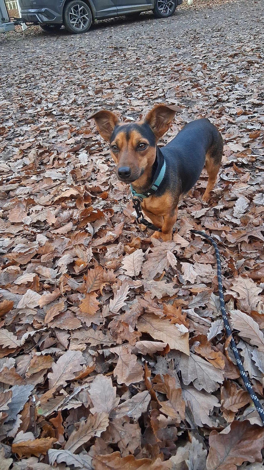 Chance a rejoint le concours — aidez-le/la à gagner de superbes lots ! dog, leaves, autumn, outdoor, pet, car, fence, brown, black, small_dog, collar, leash, ground, nature, fall, animal, canine, parked_vehicle, ear_up, alert