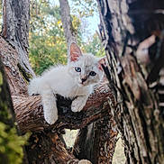 Hestya participe au concours pour gagner de l'argent avec cette photo : kitten, cat, animal, tree, branch, nature, outdoor, forest, fur, blue_eyes, relaxing, wildlife, young, curious, mammal, pet, wood, closeup, daylight, natural_light