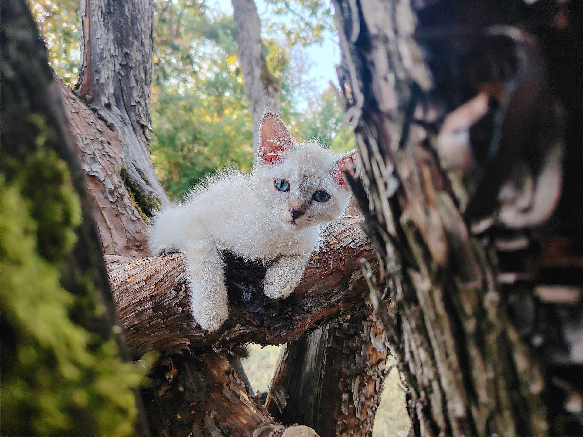 Hestya participe au concours pour gagner de l'argent avec cette photo : kitten, cat, animal, tree, branch, nature, outdoor, forest, fur, blue_eyes, relaxing, wildlife, young, curious, mammal, pet, wood, closeup, daylight, natural_light