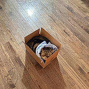 Max is registered to the contest to win money with this photo: cat, cardboard_box, wooden_floor, indoor, sleeping, cozy, pet, animal, resting, feline, soft_cloth, brown, striped, cute, small_box, relaxed, quiet, domestic, flooring, peaceful