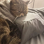 Max joined the competition — help win amazing prizes! animal, bed, cat, comfort, cozy, cute, feline, fur, indoor, knitted_sweater, pet, pillow, relaxed, resting, sleeping, snug, soft, tabby, warm, whiskers