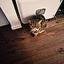 cat, indoor, wooden_floor, furniture, pet, curious, striped_fur, flat_face, looking_up, collar, domestic_cat, floor, brown, white_furniture, cozy, shadow, small_opening, home, animal, cute
