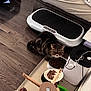 cat, tabby_cat, food_bowl, dry_cat_food, wooden_floor, pet_feeder, electronic_device, cord, indoor, household_items, curious_cat, furniture, close_up, pet, domestic_animal, brown_cat, black_stripes, small_cat, floor, tray