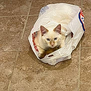Colby joined the competition — help win amazing prizes! blue_eyes, cat, cream_fur, curious, cute, ears, feline, flooring, household, indoor, looking_at_camera, mischief, pet, plastic_bag, portrait, shopping_bag, sitting, tile, tiled_floor, whiskers