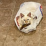 blue_eyes, cat, cream_fur, curious, cute, ears, feline, flooring, household, indoor, looking_at_camera, mischief, pet, plastic_bag, portrait, shopping_bag, sitting, tile, tiled_floor, whiskers
