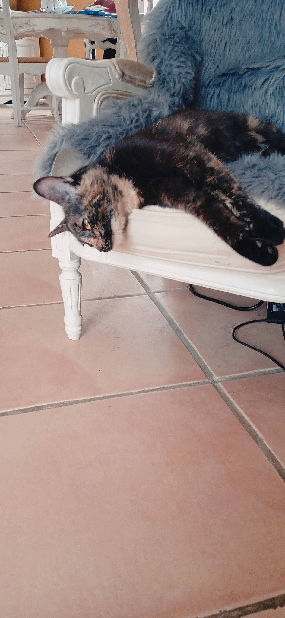 Praline a rejoint le concours — aidez-le/la à gagner de superbes lots ! canidae, carnivore, cat, claw, dog_breed, domestic_short_haired_cat, felidae, flooring, fur, hardwood, mammal, paw, small_to_medium_sized_cats, snout, sporting_group, tail, terrestrial_animal, vertebrate, whiskers, wood