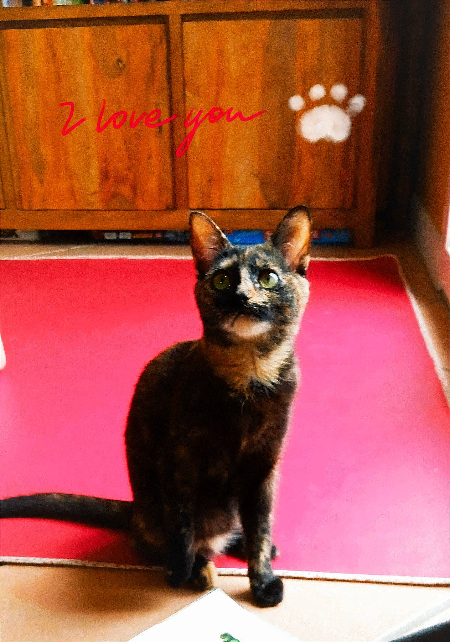 Praline a rejoint le concours — aidez-le/la à gagner de superbes lots ! canidae, carnivore, carpet, cat, comfort, dog_breed, domestic_short_haired_cat, door, felidae, flooring, fur, paw, pet_supply, room, small_to_medium_sized_cats, snout, tail, whiskers, wood