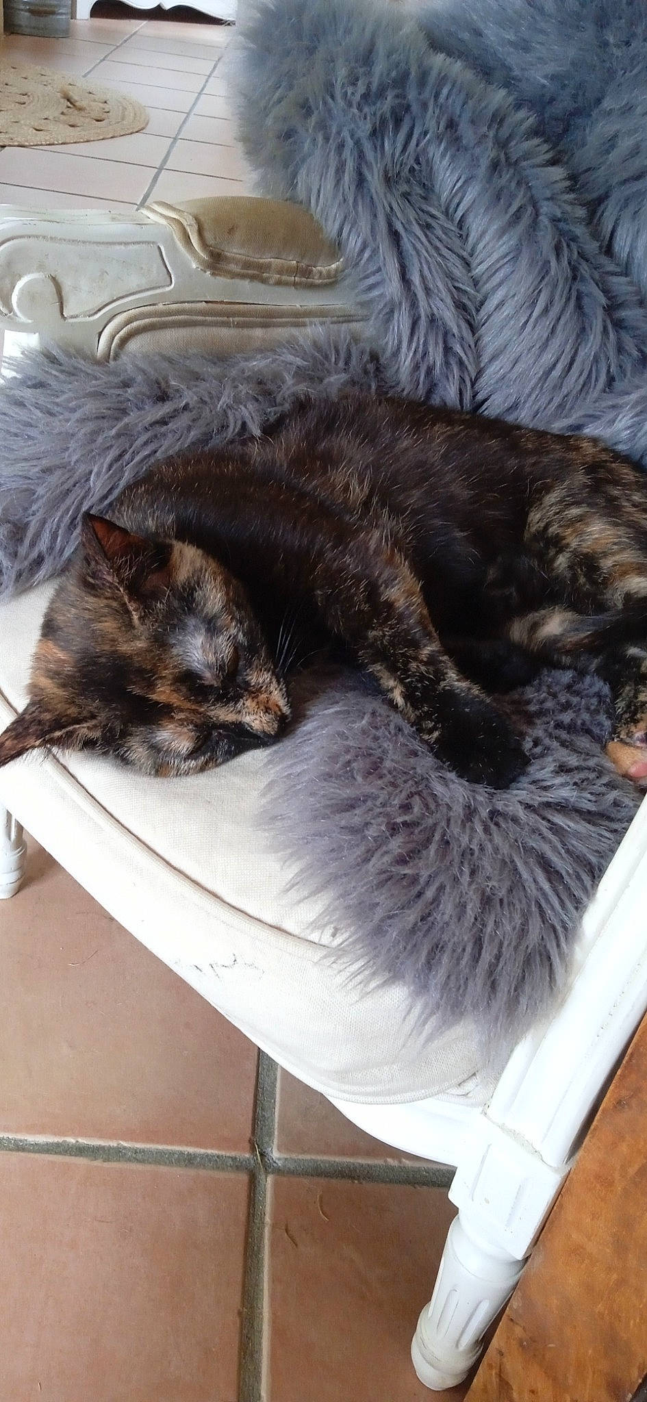 Praline a rejoint le concours — aidez-le/la à gagner de superbes lots ! black_cat, carnivore, cat, cat_supply, claw, comfort, domestic_short_haired_cat, felidae, flooring, fur, hardwood, nap, natural_material, paw, sleep, small_to_medium_sized_cats, tail, whiskers, window, wood