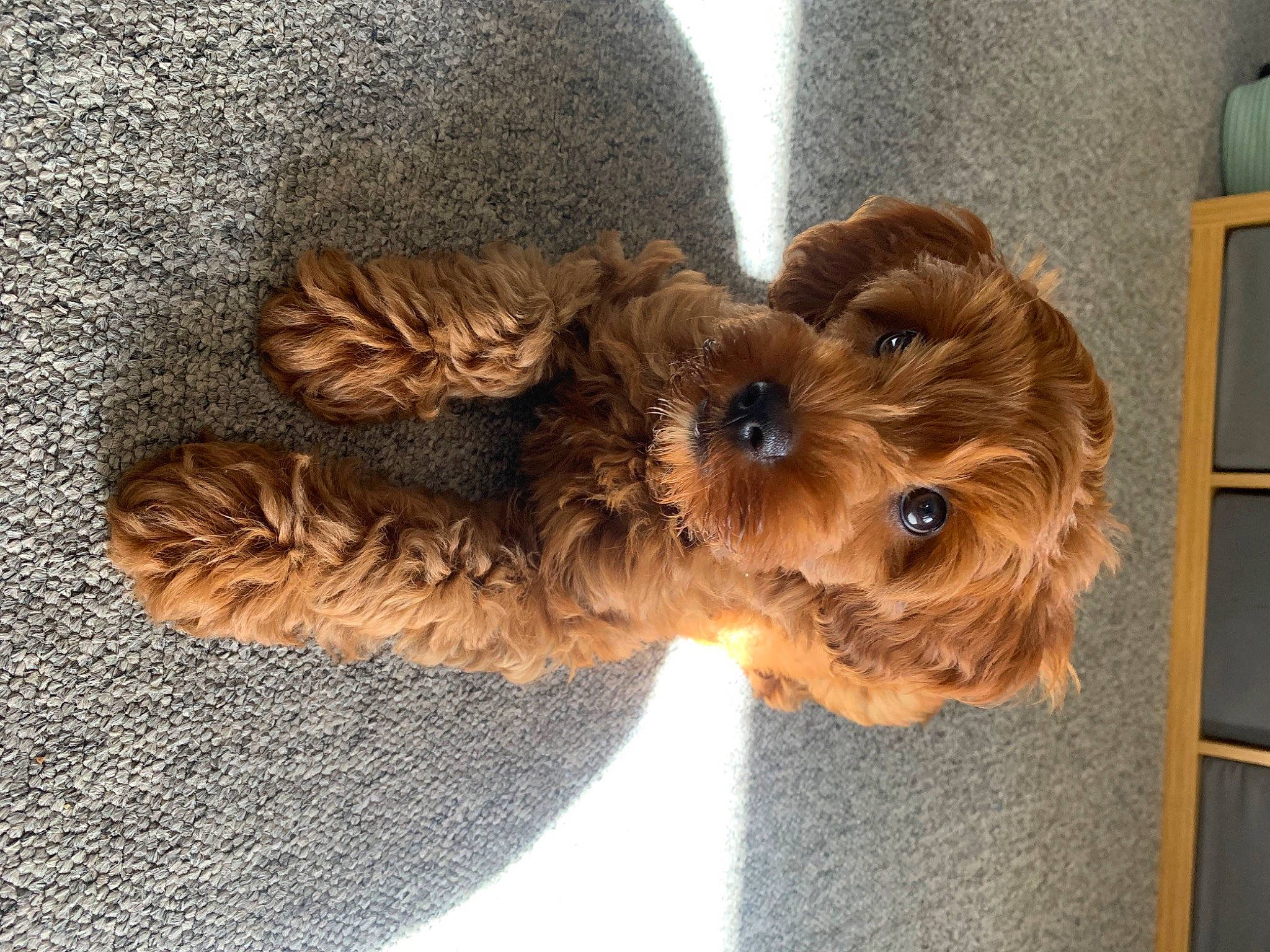 Copper is registered to the contest to win money with this photo: carnivore, companion_dog, dog, dog_breed, dog_collar, dog_supply, fashion_accessory, fawn, flooring, fur, hair, home_appliance, liver, pet_supply, small_terrier, sporting_group, terrier, toy_dog, wood, working_animal